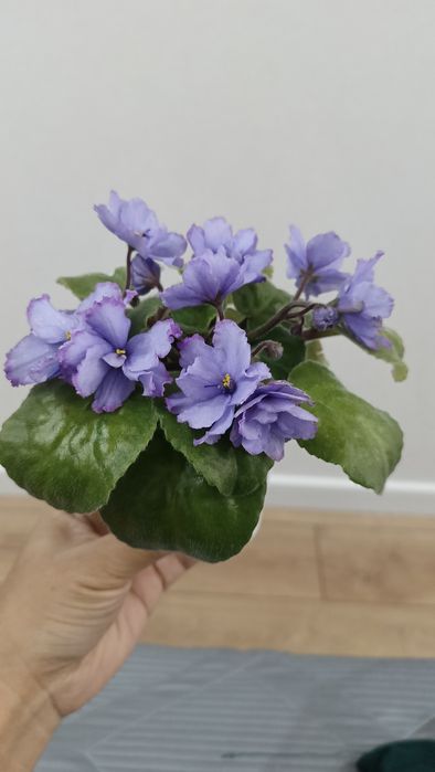 Укоренённый лист сортовой фиалки