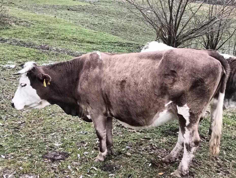 Vand doua vaci belgiene