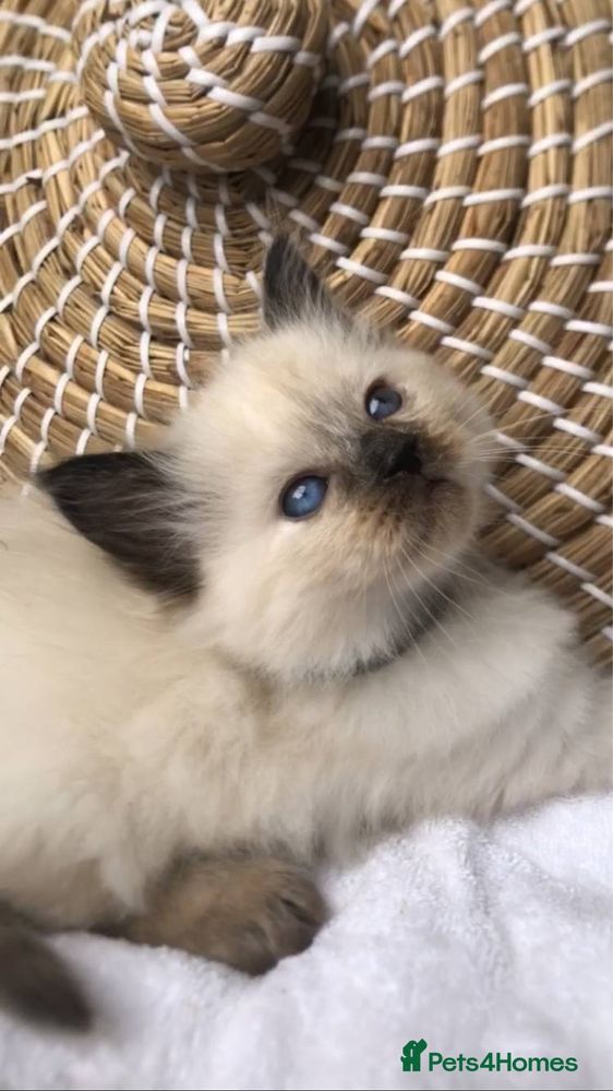 Ragdoll superb 2 luni