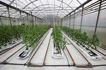 Agrotextil (ALB) pt stimularea cresterii PRODUS PREMIUM