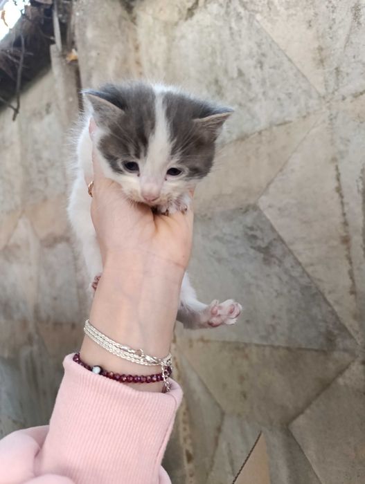 Котята в добрые и ответственные руки.