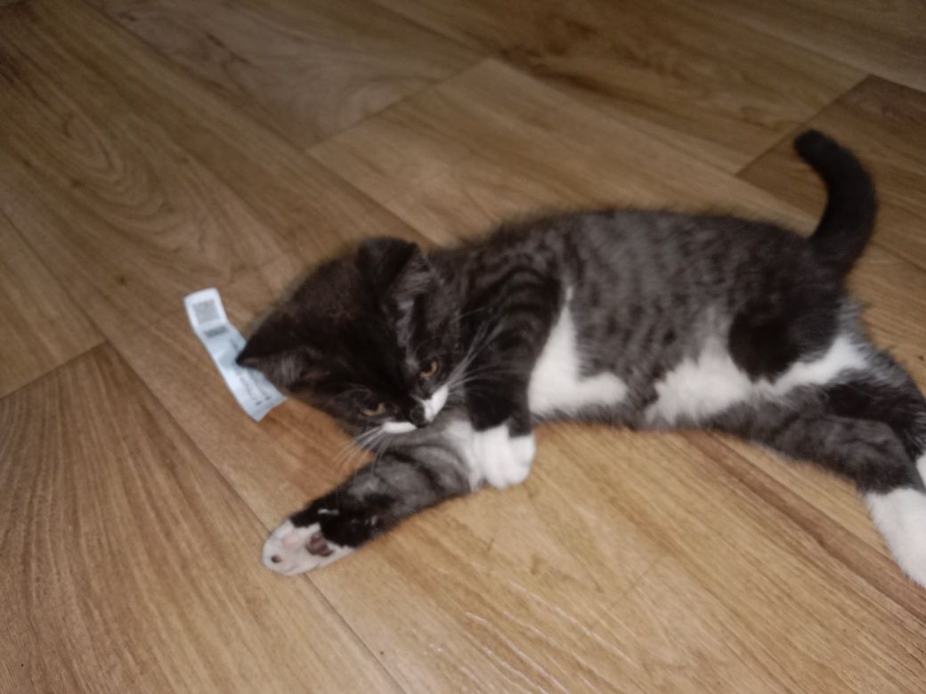 Красивый котик в новый дом