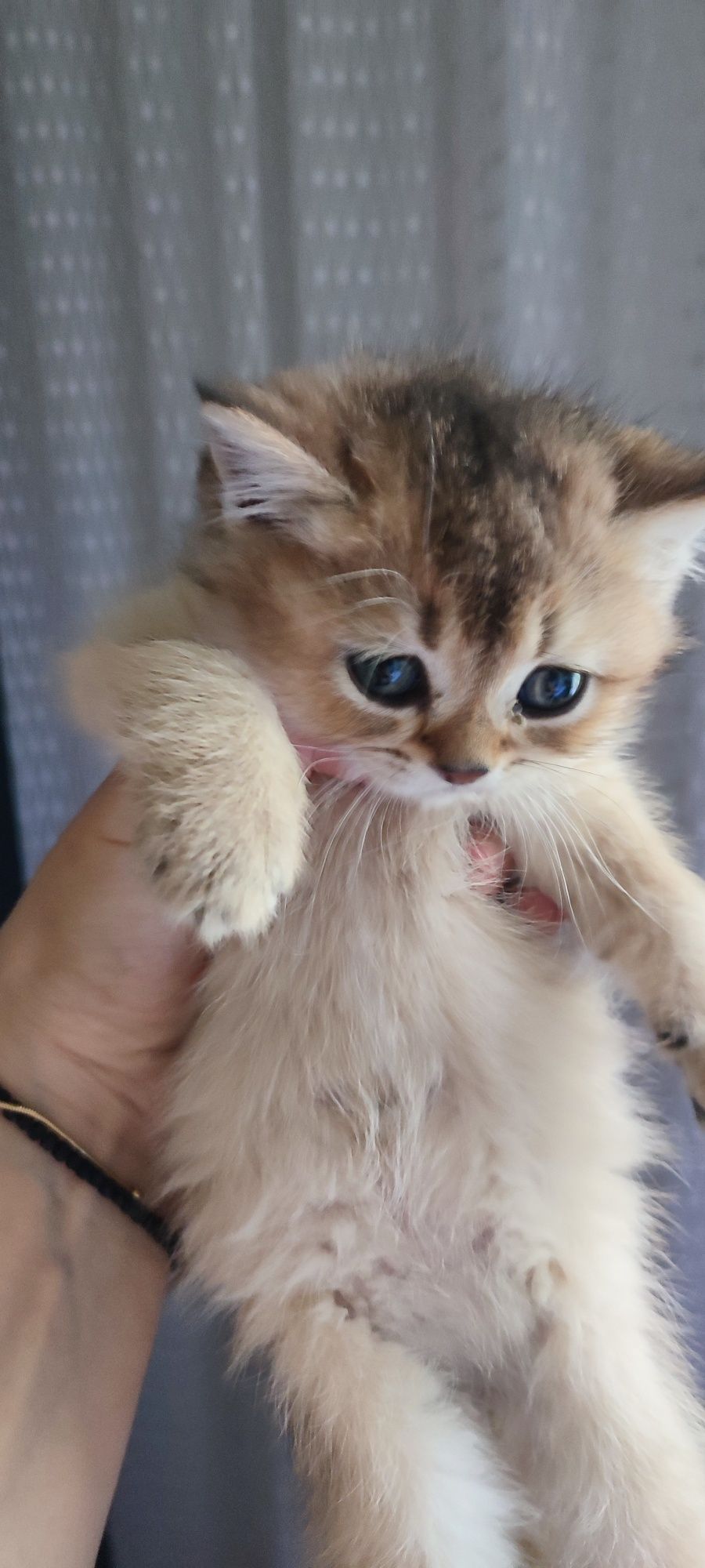 Продаются котята Скоттиш-страйт!