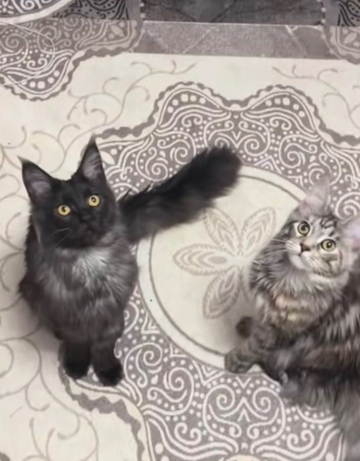 Мейн Куун котета