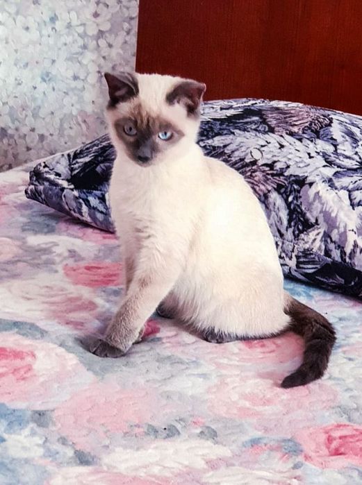 Отдам котят в заботливые руки.