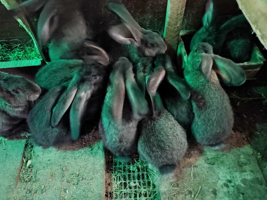 iepurași pui de uriaș de Transilvania cu uriaș german