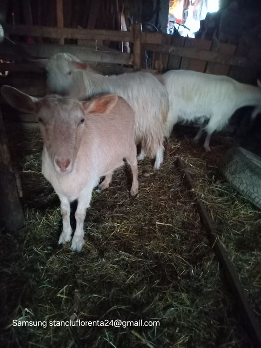 Capre metiș românesc.