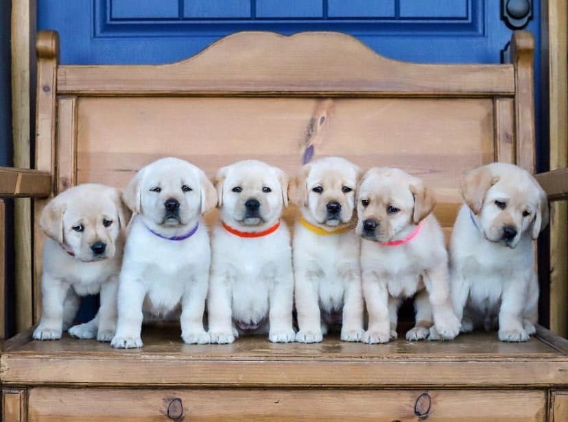 Красивые Щеночки