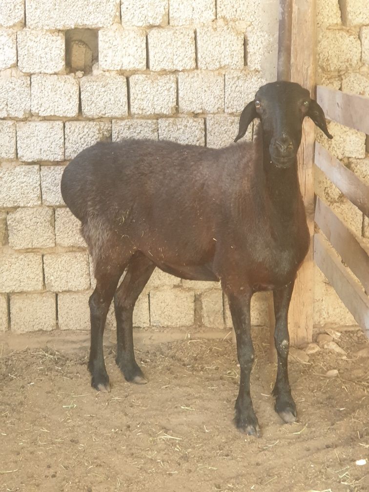 Ona qõy soğlom tetik narxi 5mln kami bor