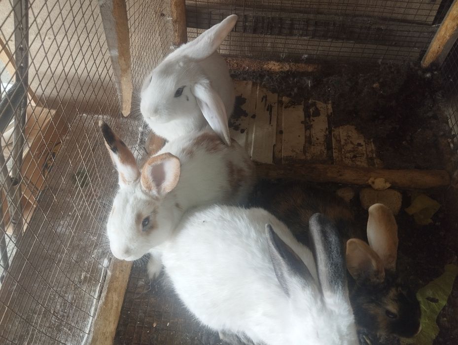 Quyonlar sotiladi koʻpi erkak 150 dan kelishamiz 5ta xar xil rang