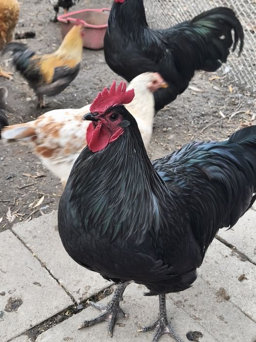 Vând cocoși austrolop