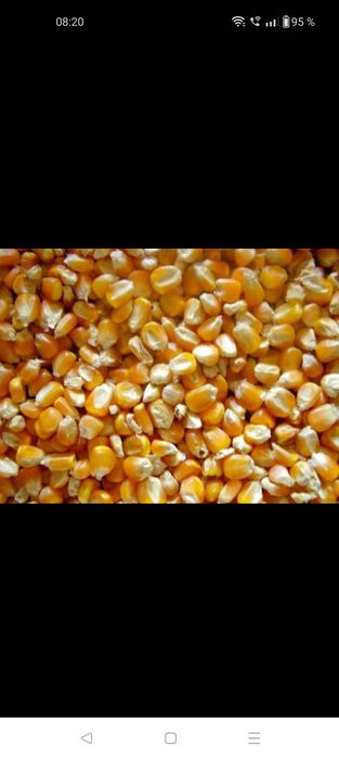 Porumb producție 2025