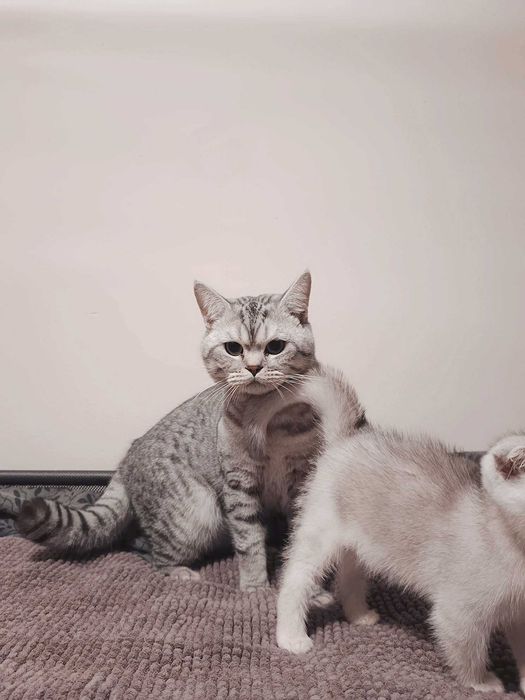 Чистокръвен шотландски клепоух, мъжко