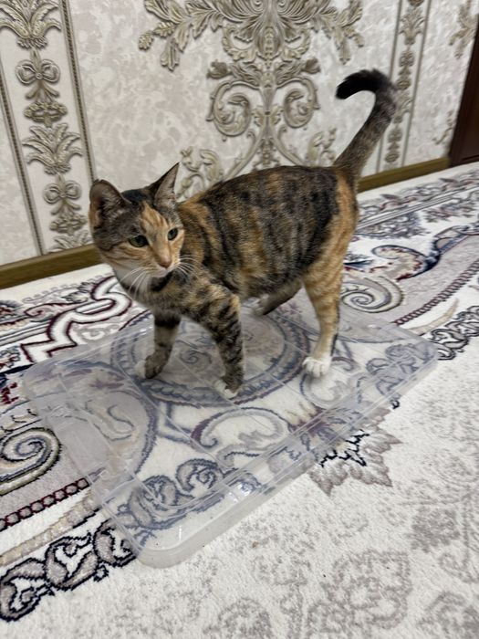 Кошка  и  котята