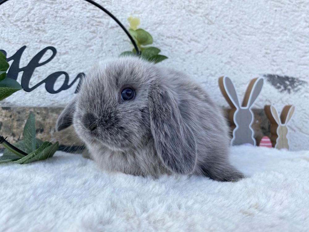 Iepuri pitici de companie berbec pitic/mini lop/holland lop