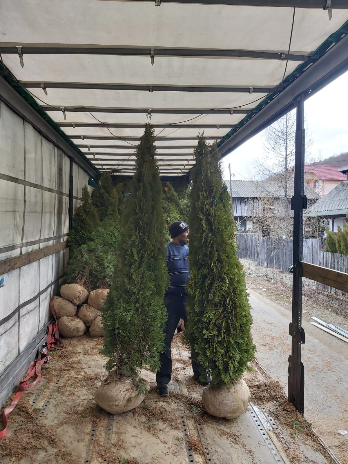 Tuia Danica Enupăr tijă photinia evonimus ilex și multe alte plante