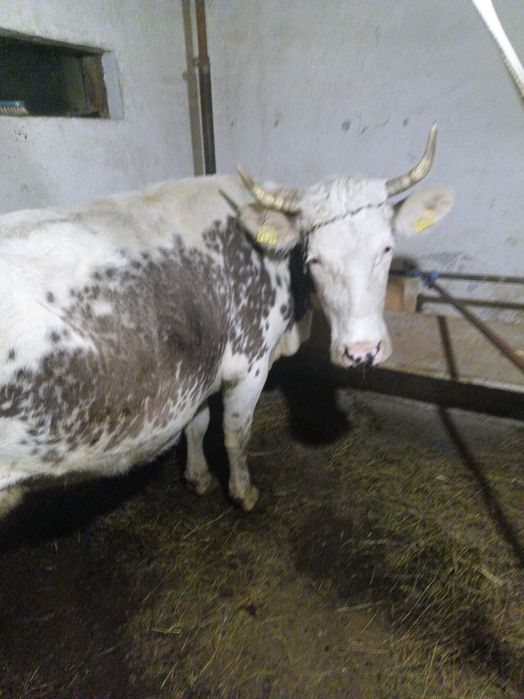 Vând vacă bălțată