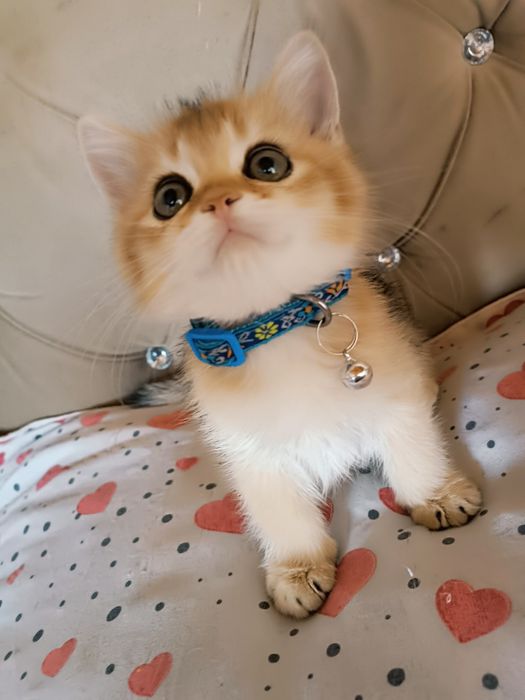 Britanskiy golden shinshila