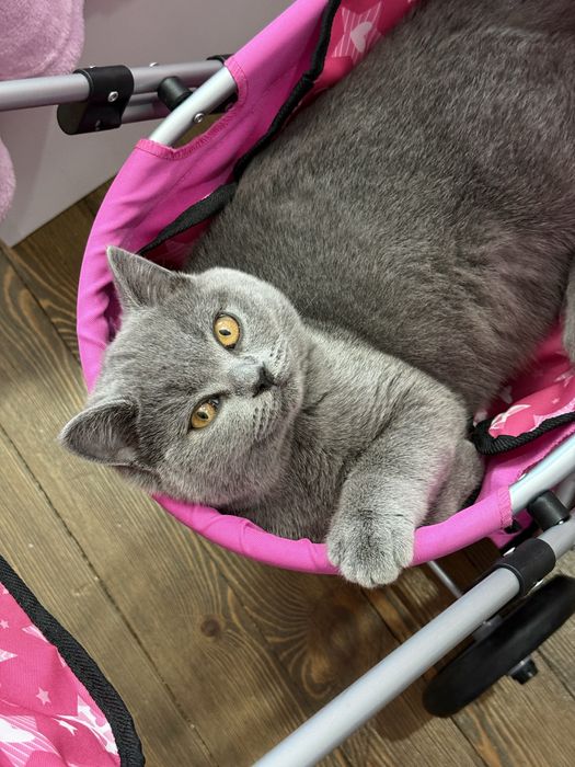 Чистокръвно британско момче на 5 месеца с родословие