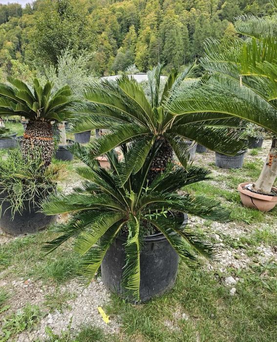 Palmier exotic aclimatizat