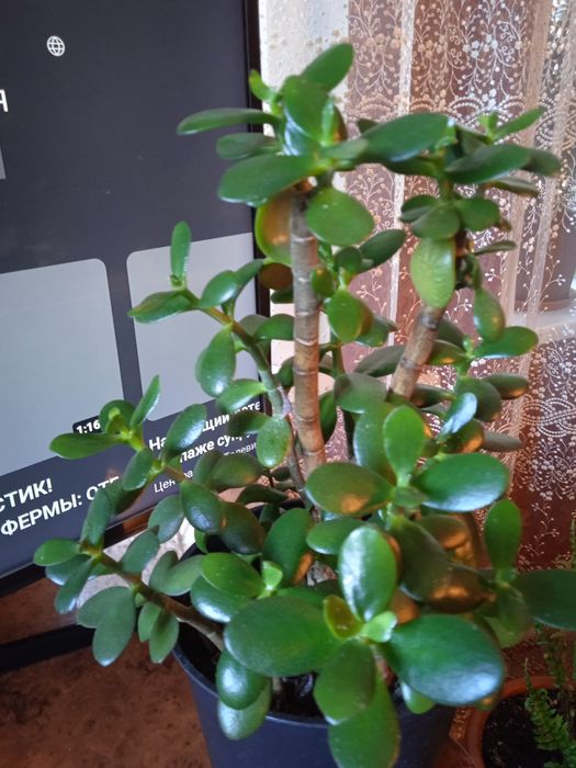 Денежное дерево или толстяка. Два больших и одно что на фото