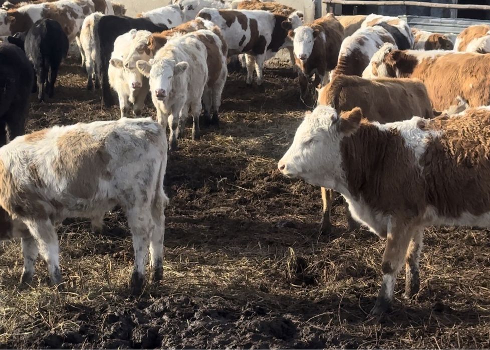 Продается бычки 2025 г.