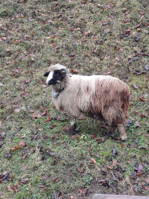 Vând 3 miele din oi bune