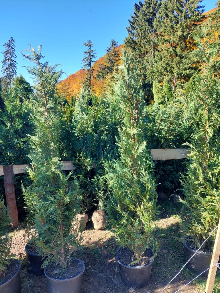 Leylandii chipaross