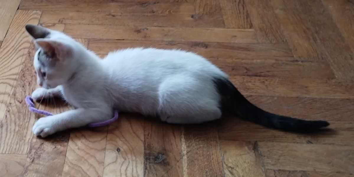 Подарявам коте, Варна