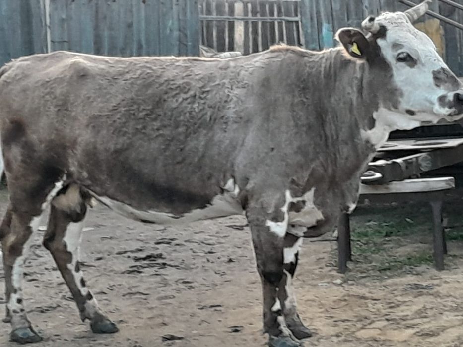 Продам корову...