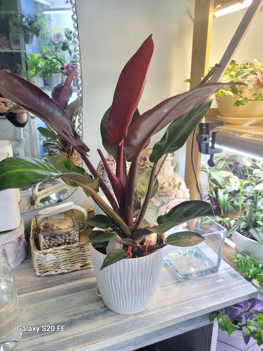 Филодендрон Принц Оранж