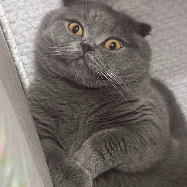 Вязка Скоттиш Фолд