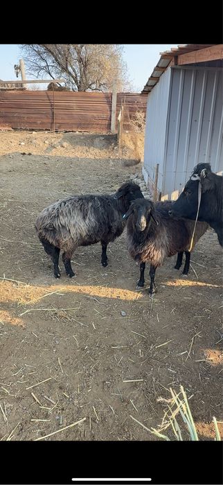 Қой сатылады 80мың