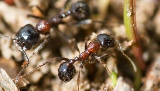 Messor Denticulatus муравьи Жнецы ( муравьиная ферма )