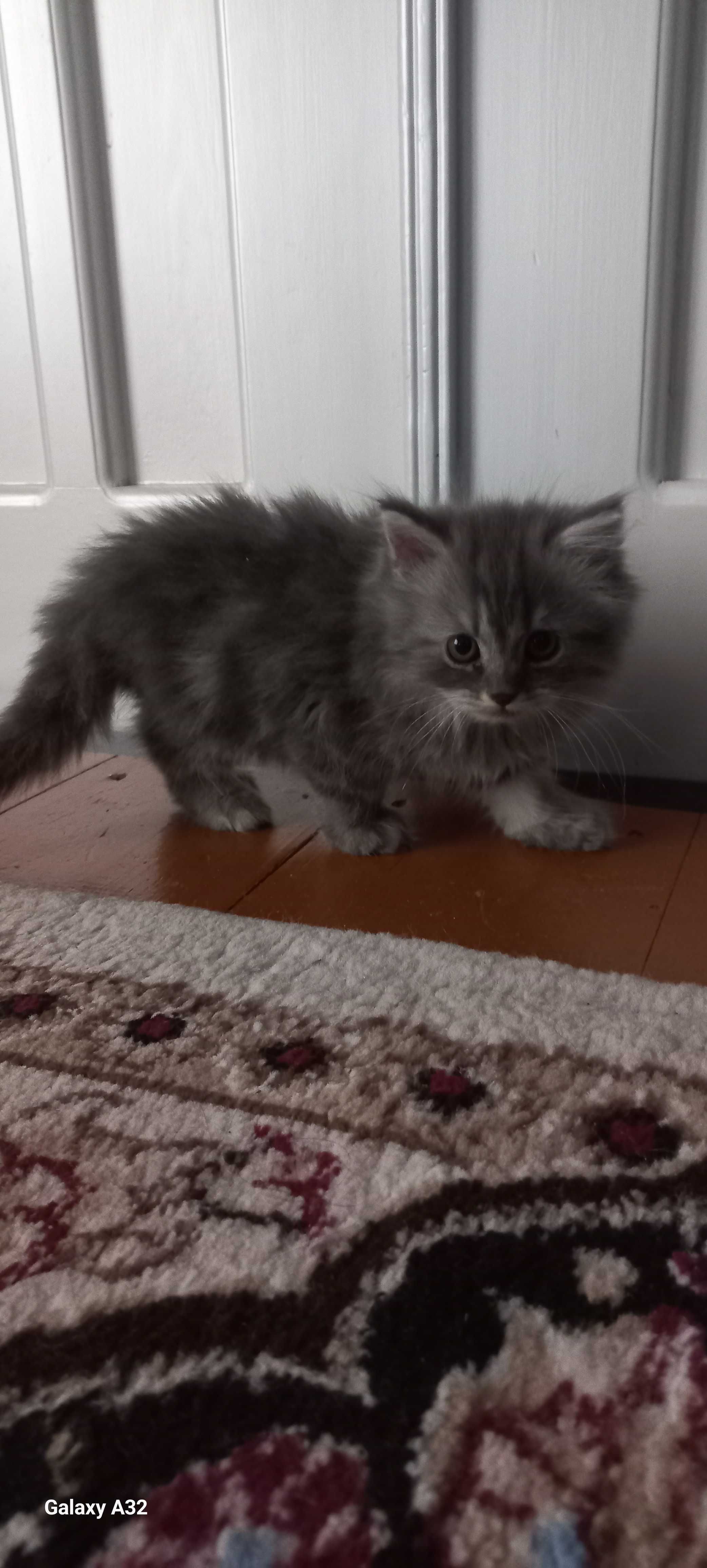 Котята продаются быстро и дёшево
