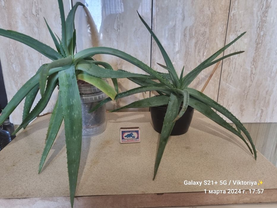 Продам Алое недорого