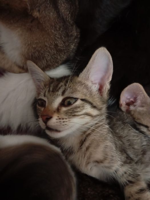 Donez pui de motanel si pisicuta