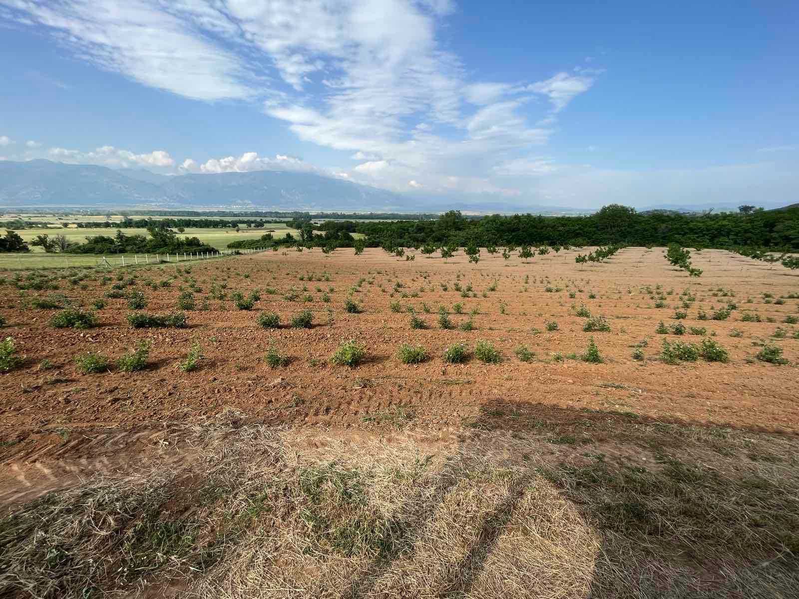 ОРЕХИ 30 дка, село Войнягово