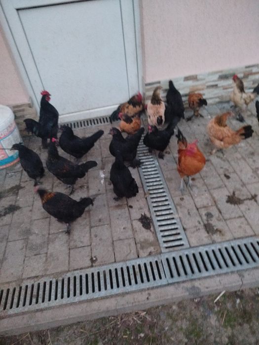 Vând găinușe și cocosi pitici