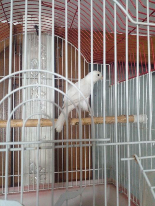 Канарейка Нар трайник сотилади