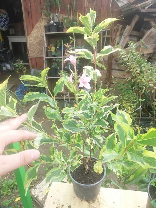 Вайгела – Налични 4 вида  Студоустойчива