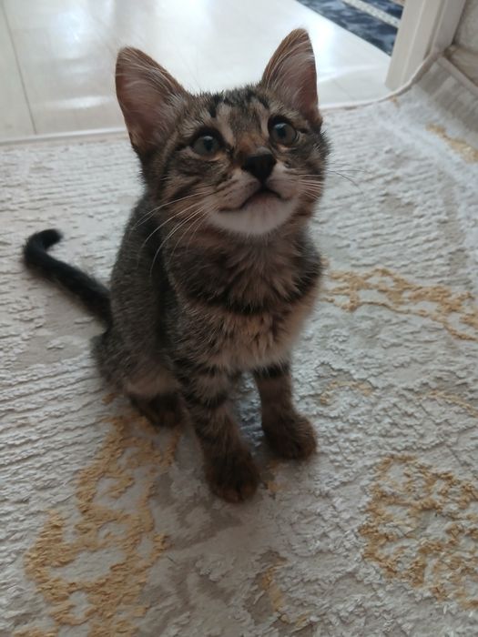 Кошки добрые руки
