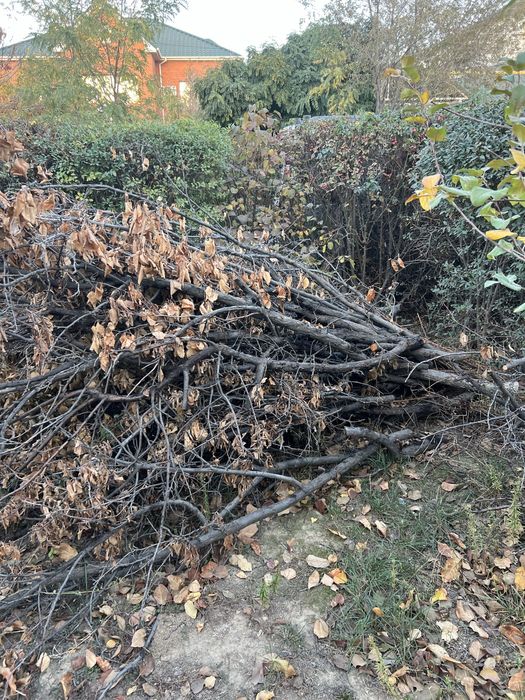 Отынға ағаш тегін, бесплатные дрова