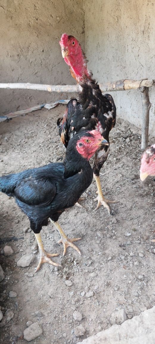 Kulongi huroz bilan tovugi‘ sotiladi zoti qoni toza narsalar