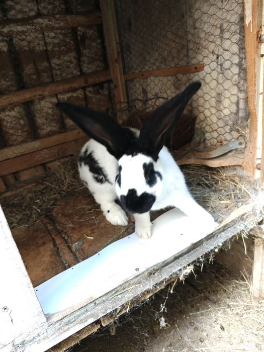 Fluture pestriț german.