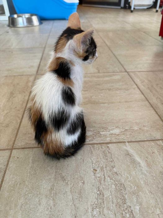 Adoptie pisicuta - ia ma acasa, te voi iubi neconditionat