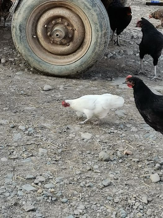 Găini pitice mii de culori