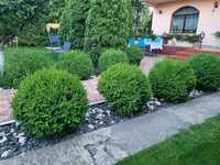 Buxus sfera 90-100cm