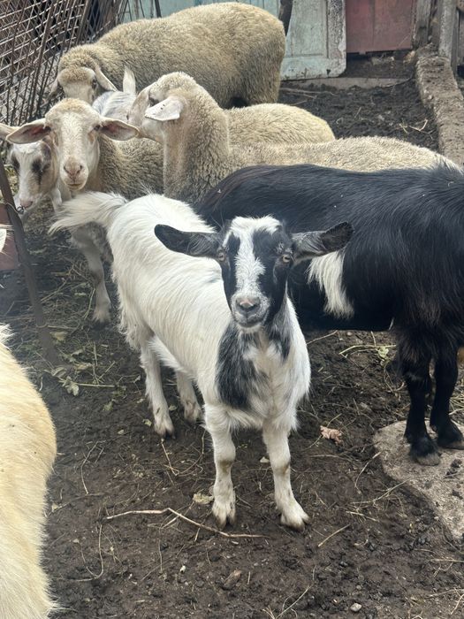 Продажба на домашни животни (ярета и агнета-шилета)