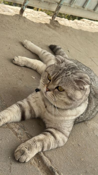 Вязка кошек шотландского